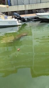 Safe Harbor Pier 77 photo 6