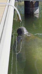 Safe Harbor Pier 77 photo 33