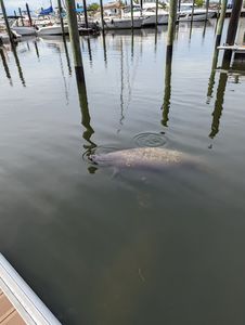 Safe Harbor Pier 77 photo 38