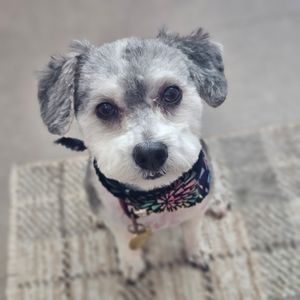 VIP Mobile Grooming Lakewood Ranch