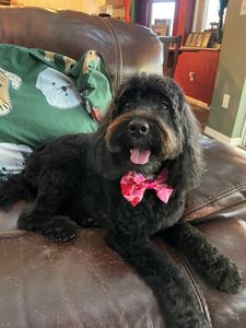 VIP Mobile Grooming Lakewood Ranch photo 2