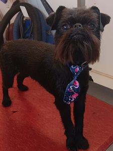 VIP Mobile Grooming Lakewood Ranch photo 3