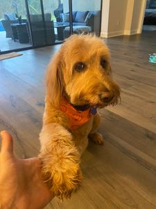 VIP Mobile Grooming Lakewood Ranch photo 4