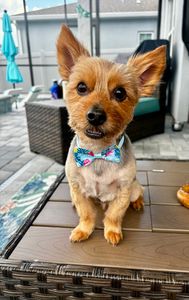 VIP Mobile Grooming Lakewood Ranch photo 6