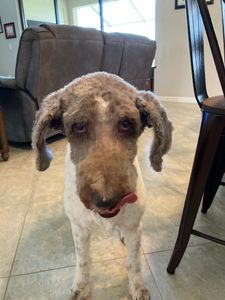 VIP Mobile Grooming Lakewood Ranch photo 7