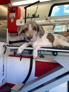 VIP Mobile Grooming Lakewood Ranch photo 8