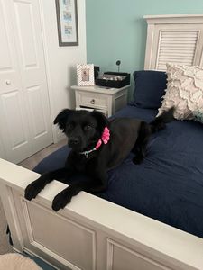 VIP Mobile Grooming Lakewood Ranch photo 9