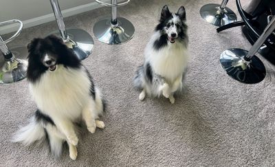 VIP Mobile Grooming Lakewood Ranch photo 11