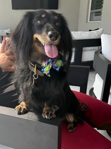 VIP Mobile Grooming Lakewood Ranch photo 12