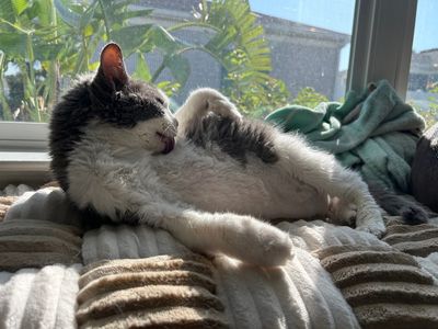 VIP Mobile Grooming Lakewood Ranch photo 14