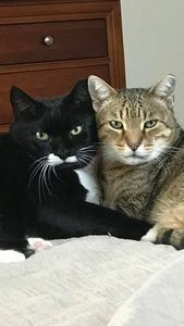 VIP Mobile Grooming Lakewood Ranch photo 15