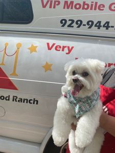 VIP Mobile Grooming Lakewood Ranch photo 16