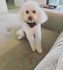 VIP Mobile Grooming Lakewood Ranch photo 19