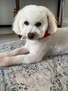 VIP Mobile Grooming Lakewood Ranch photo 20