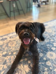 VIP Mobile Grooming Lakewood Ranch photo 21