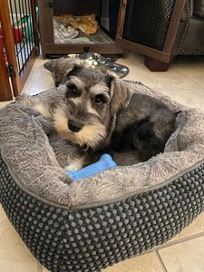 VIP Mobile Grooming Lakewood Ranch photo 22