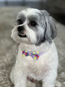 VIP Mobile Grooming Lakewood Ranch photo 24