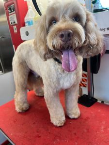 VIP Mobile Grooming Lakewood Ranch photo 28