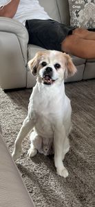 VIP Mobile Grooming Lakewood Ranch photo 29