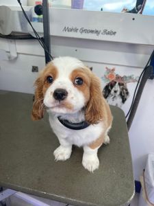 VIP Mobile Grooming Lakewood Ranch photo 31