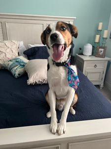 VIP Mobile Grooming Lakewood Ranch photo 32