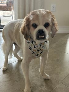 VIP Mobile Grooming Lakewood Ranch photo 33