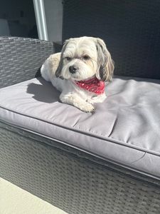 VIP Mobile Grooming Lakewood Ranch photo 35