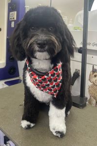 VIP Mobile Grooming Lakewood Ranch photo 36