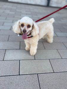 VIP Mobile Grooming Lakewood Ranch photo 37