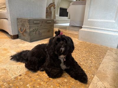 VIP Mobile Grooming Lakewood Ranch photo 38