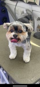 VIP Mobile Grooming Lakewood Ranch photo 39