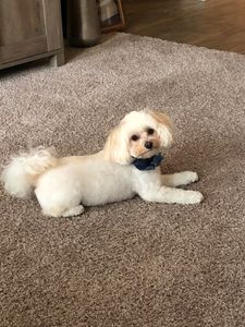 VIP Mobile Grooming Lakewood Ranch photo 40