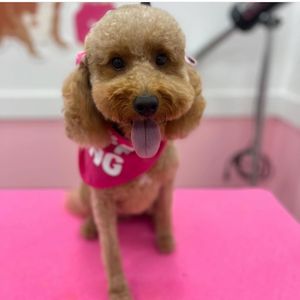 Woof Gang Bakery & Grooming West Bradenton