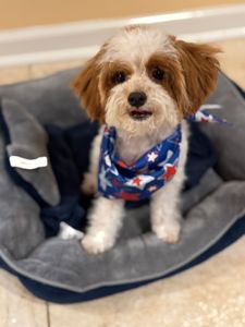 Woof Gang Bakery & Grooming West Bradenton photo 2