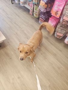 Woof Gang Bakery & Grooming West Bradenton photo 4