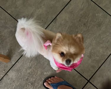 Woof Gang Bakery & Grooming West Bradenton photo 7