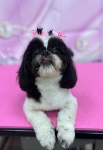 Woof Gang Bakery & Grooming West Bradenton photo 8