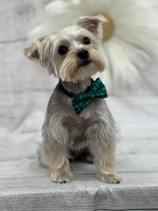 Woof Gang Bakery & Grooming West Bradenton photo 9