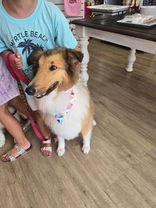 Woof Gang Bakery & Grooming West Bradenton photo 12