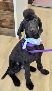 Woof Gang Bakery & Grooming West Bradenton photo 13