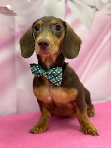 Woof Gang Bakery & Grooming West Bradenton photo 14