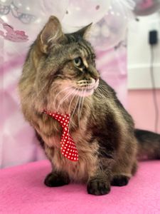 Woof Gang Bakery & Grooming West Bradenton photo 15