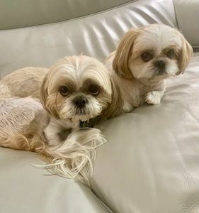 Woof Gang Bakery & Grooming West Bradenton photo 16