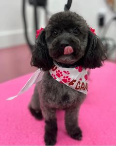 Woof Gang Bakery & Grooming West Bradenton photo 17