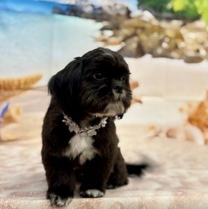 Woof Gang Bakery & Grooming West Bradenton photo 18