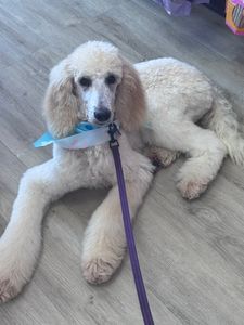 Woof Gang Bakery & Grooming West Bradenton photo 20