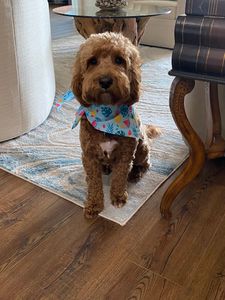 Woof Gang Bakery & Grooming West Bradenton photo 21