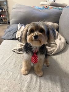 Woof Gang Bakery & Grooming West Bradenton photo 25