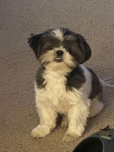 Woof Gang Bakery & Grooming West Bradenton photo 26