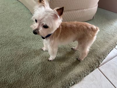 Woof Gang Bakery & Grooming West Bradenton photo 27